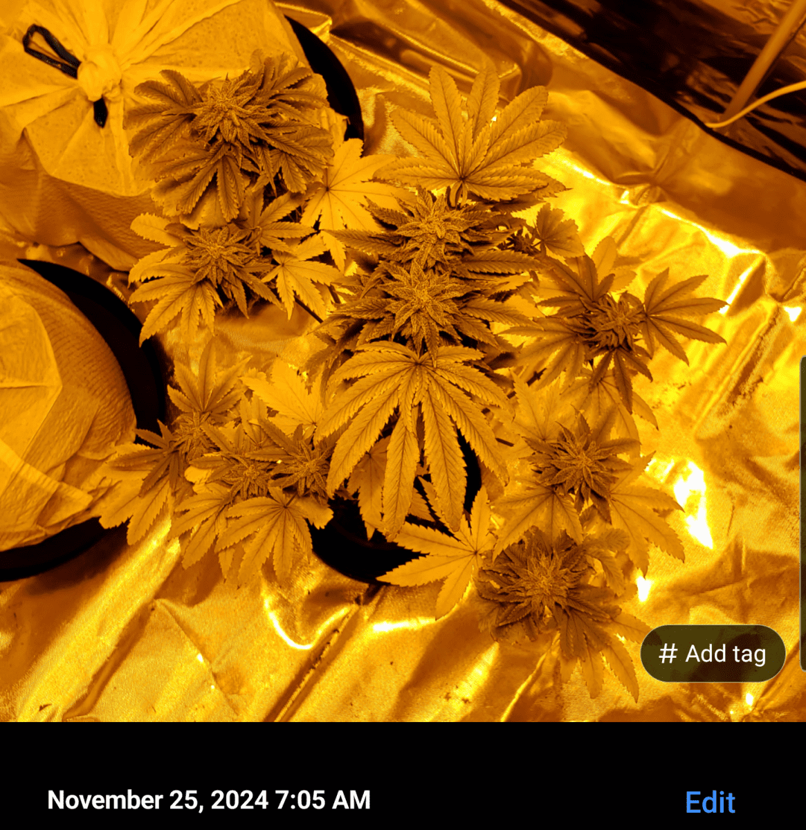 Screenshot 20241125 071805