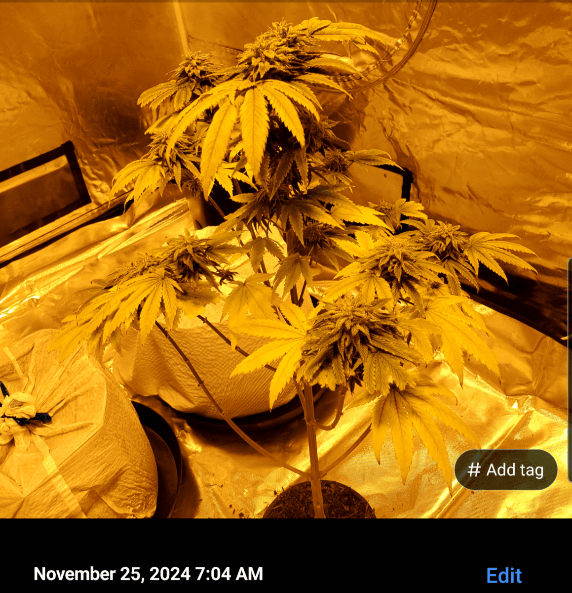 Screenshot 20241125 071849