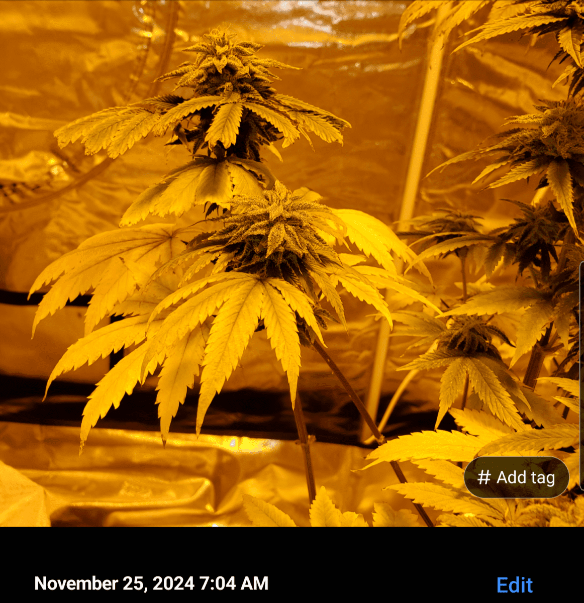 Screenshot 20241125 071912