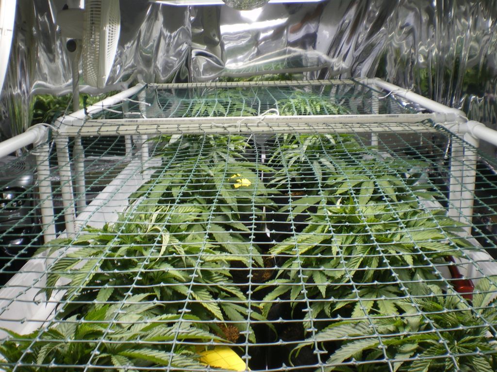Scrog 001 comp