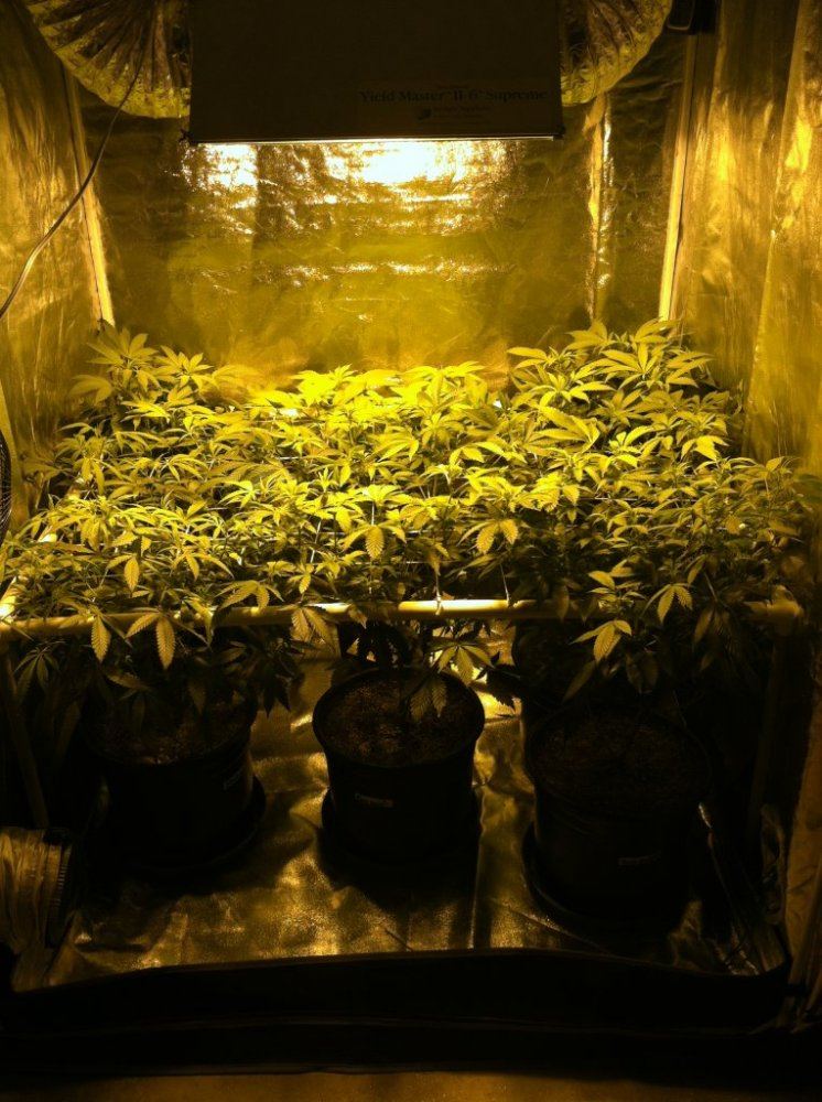 Scrog 1 17 14 2