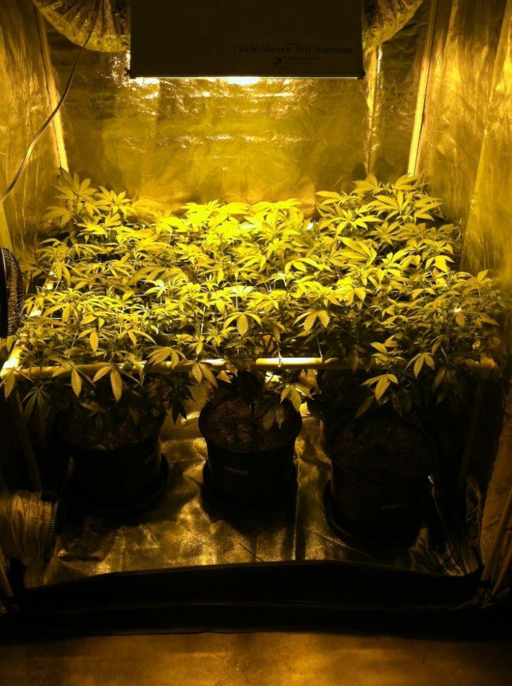 Scrog 1 17 14