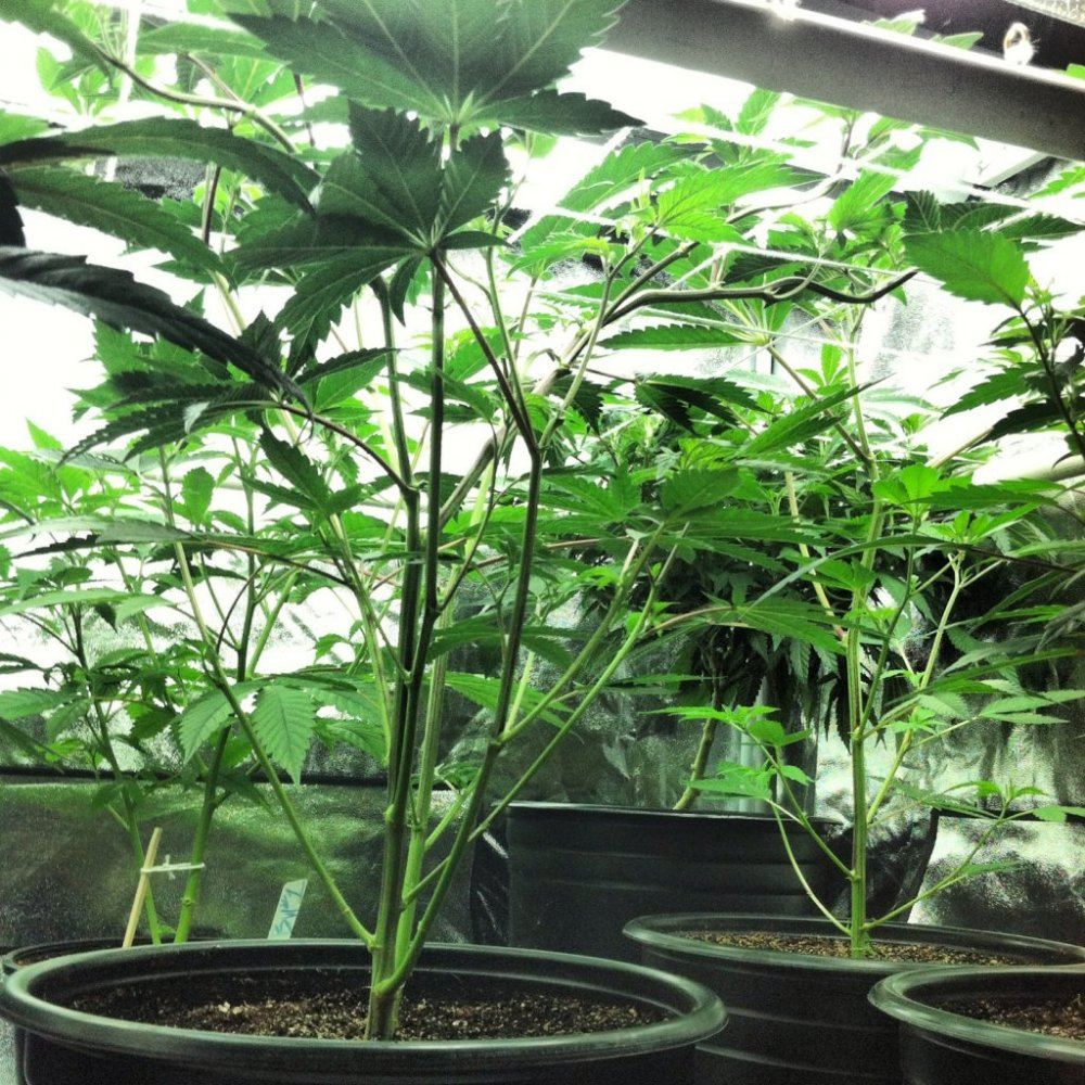 Scrog 11