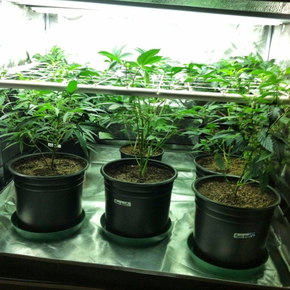 Scrog 111