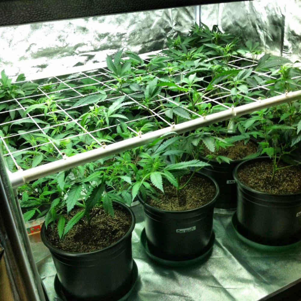 Scrog 1111
