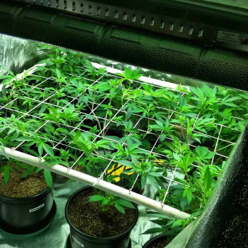 Scrog 14