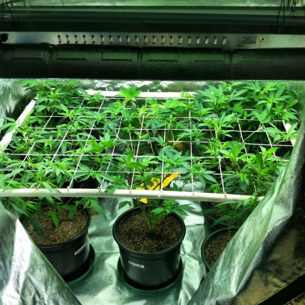 Scrog 144