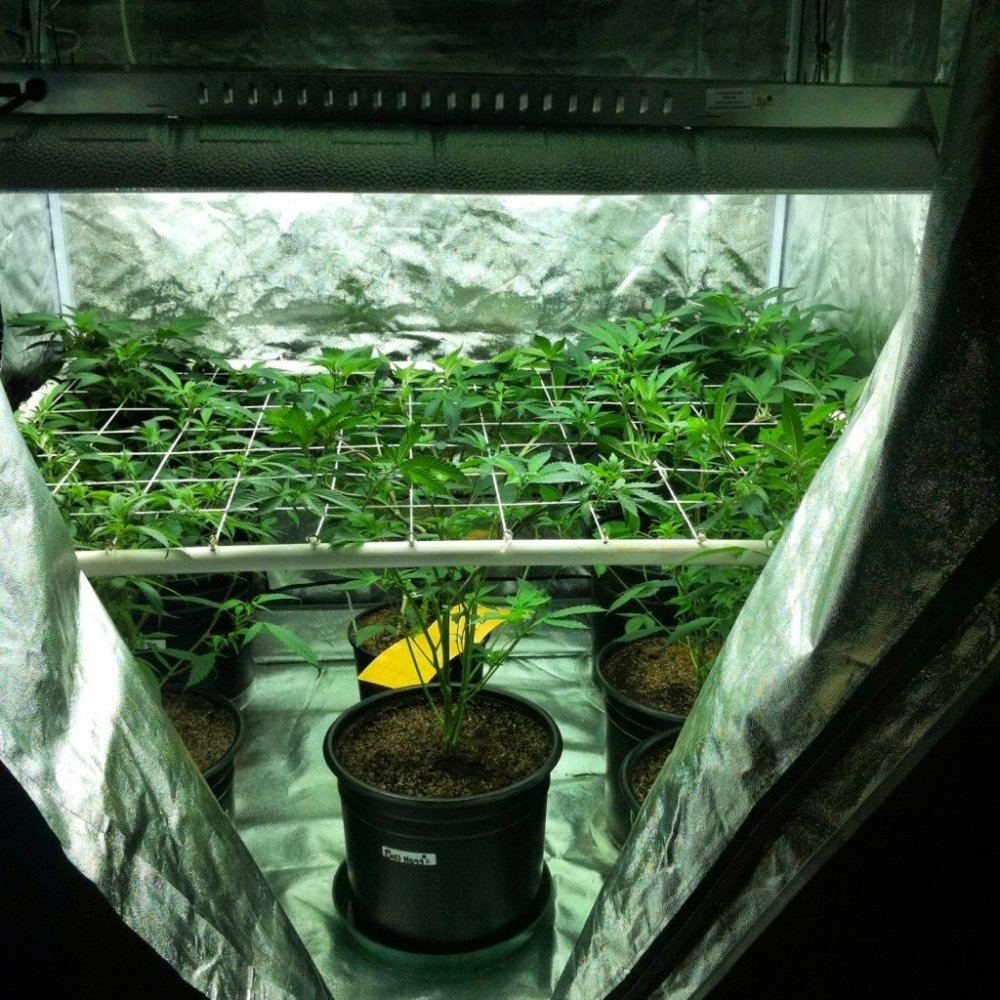 Scrog 1444