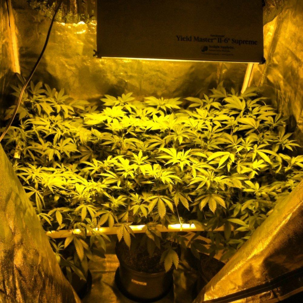 Scrog 16