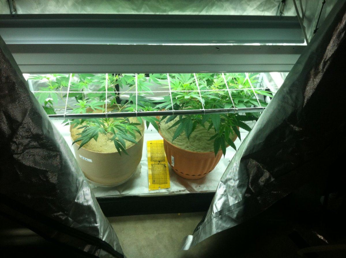 Scrog 2