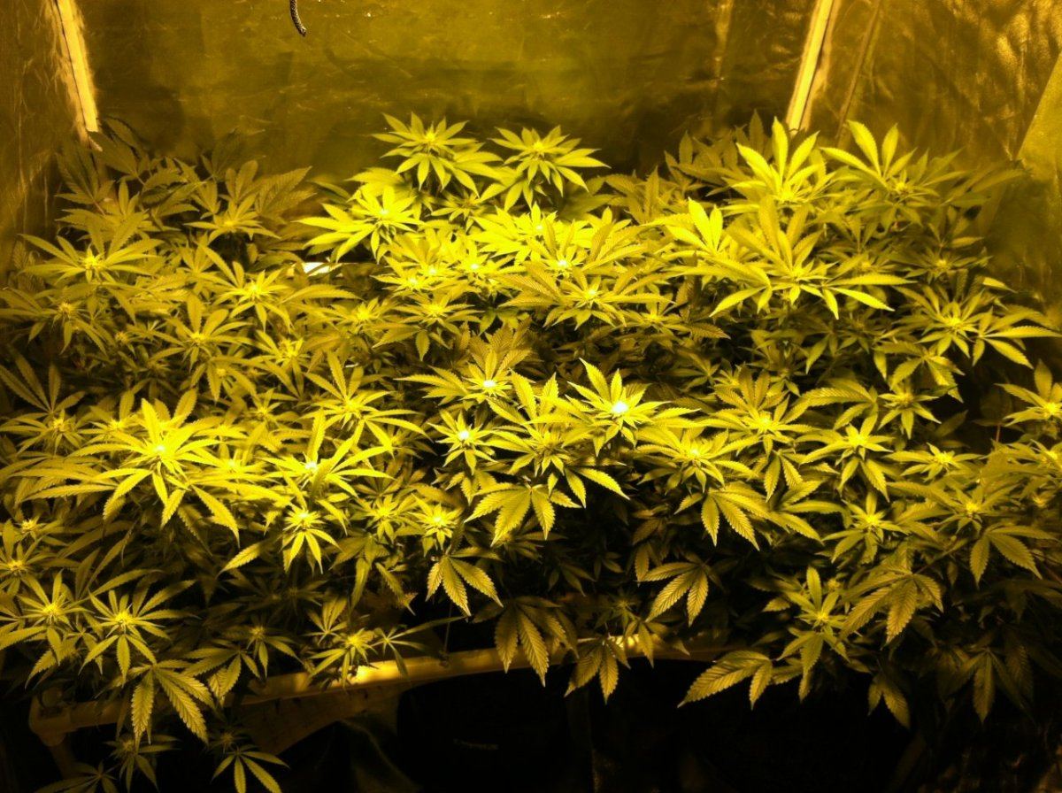 Scrog 22