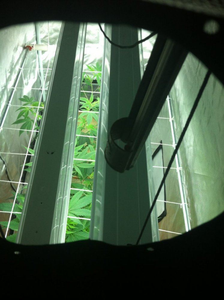 Scrog 3