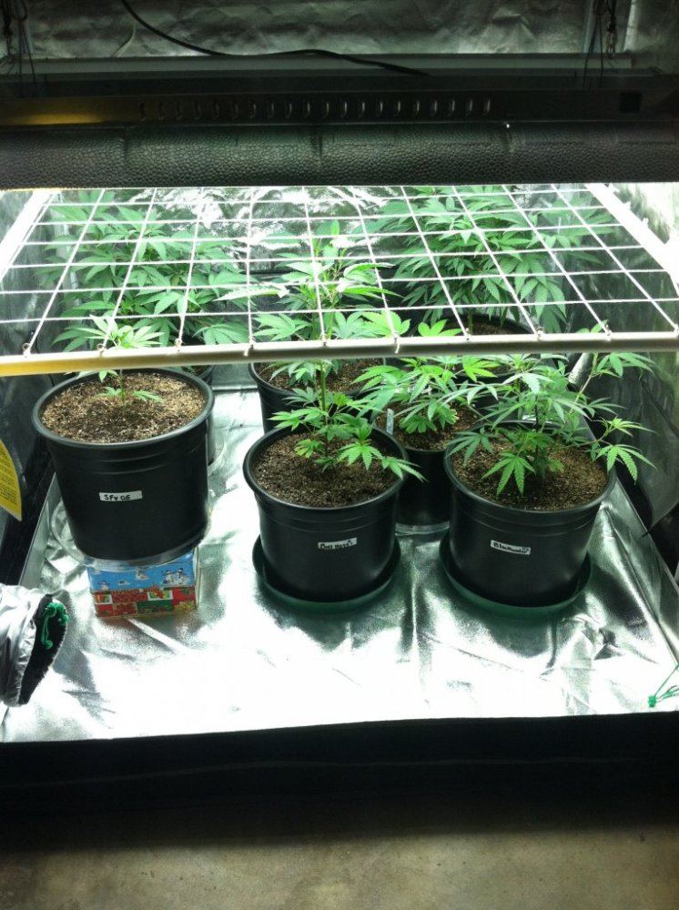 Scrog 333