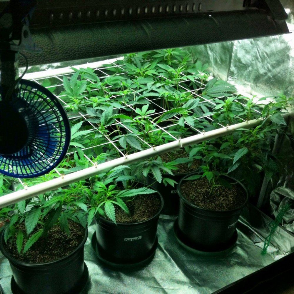 Scrog 88