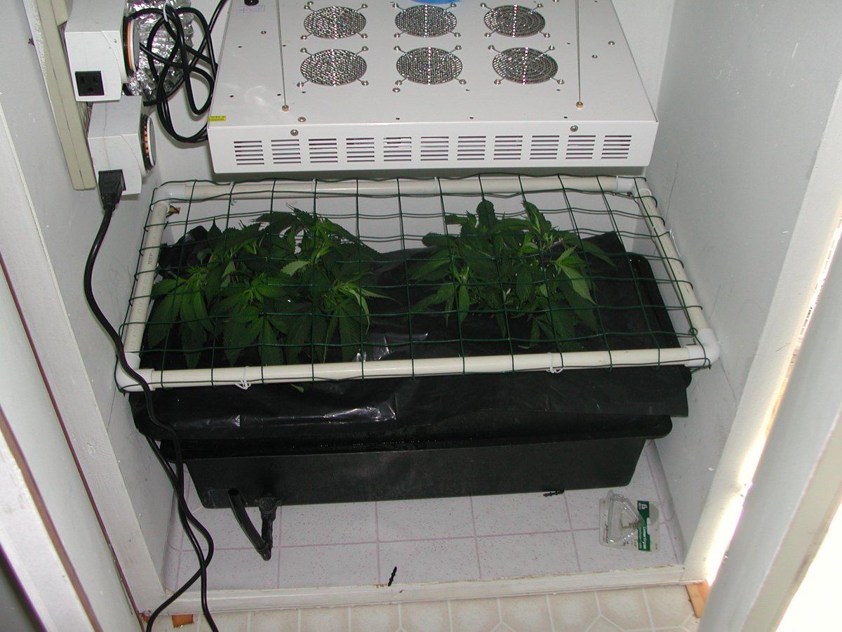 SCrog in place