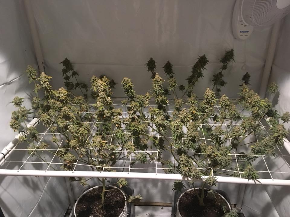 Scrog