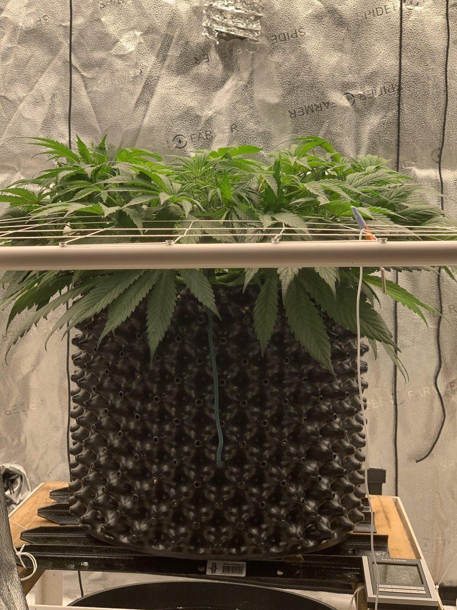 Scrog