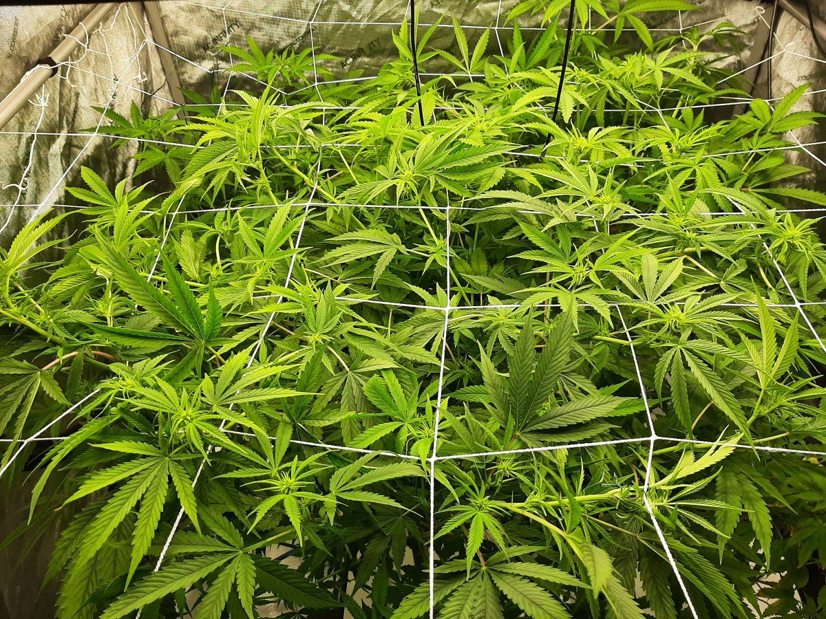 Scrog