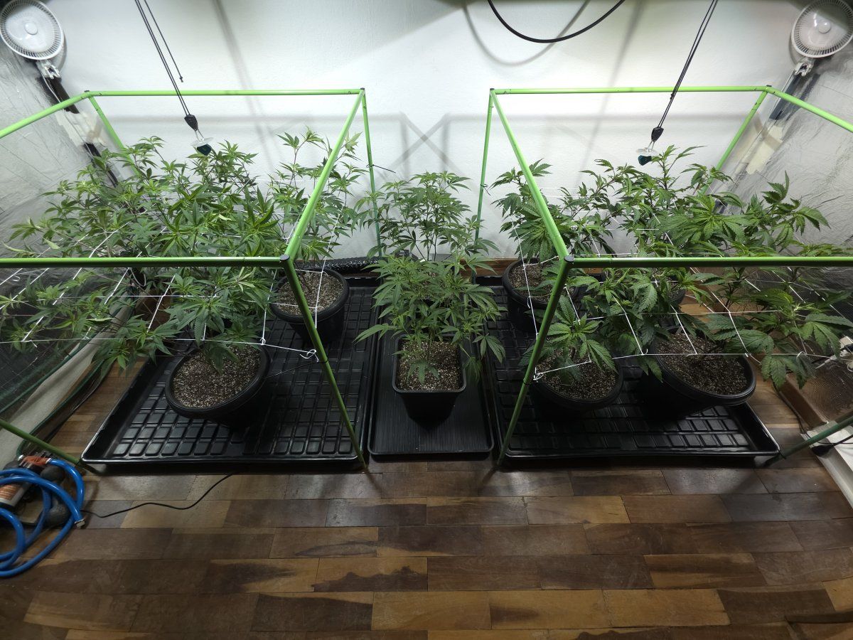 Scrog