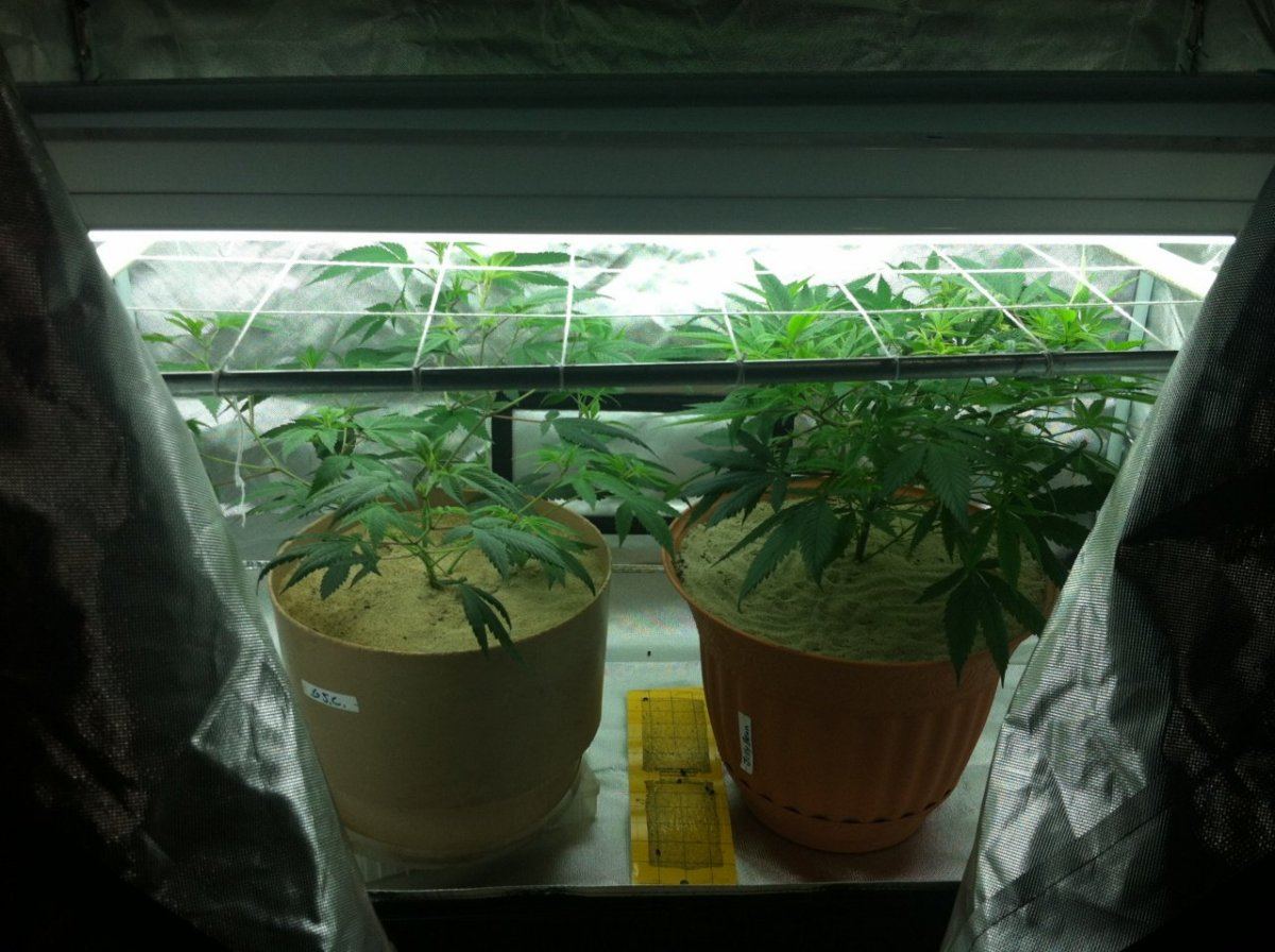 Scrog