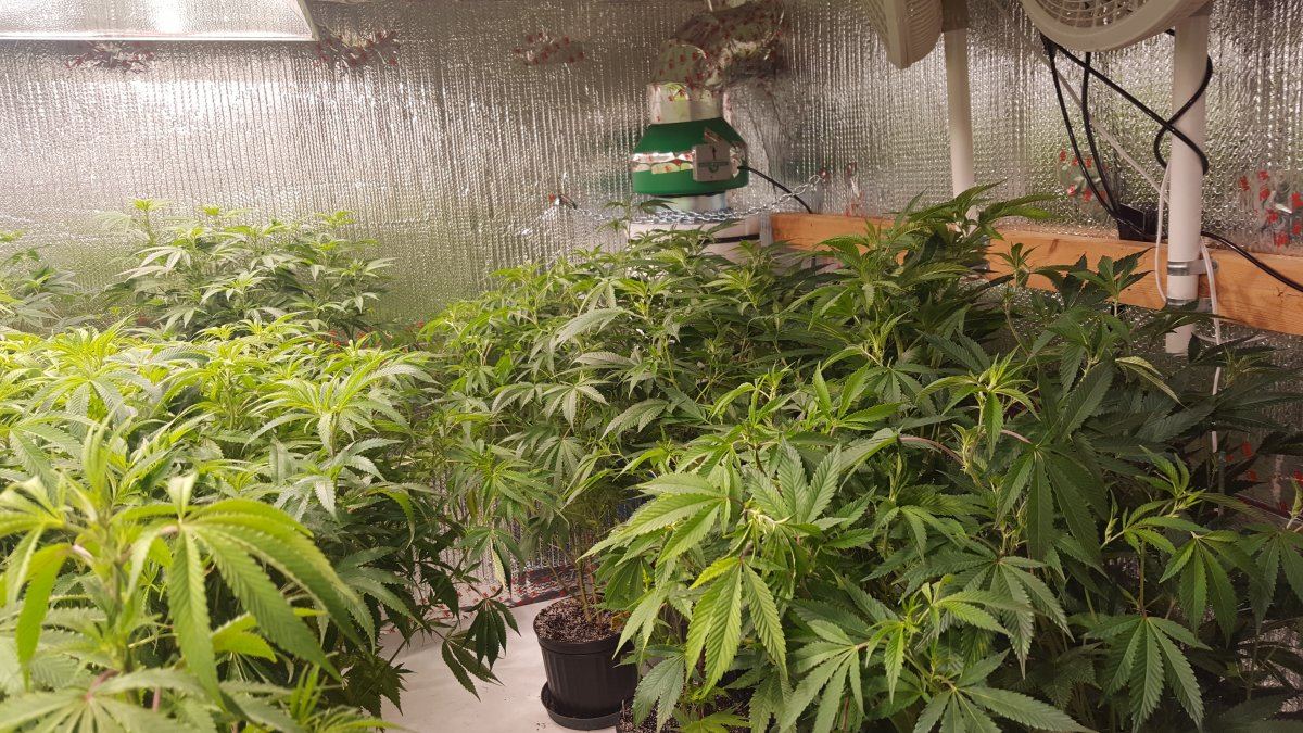 Scrog or stake 3