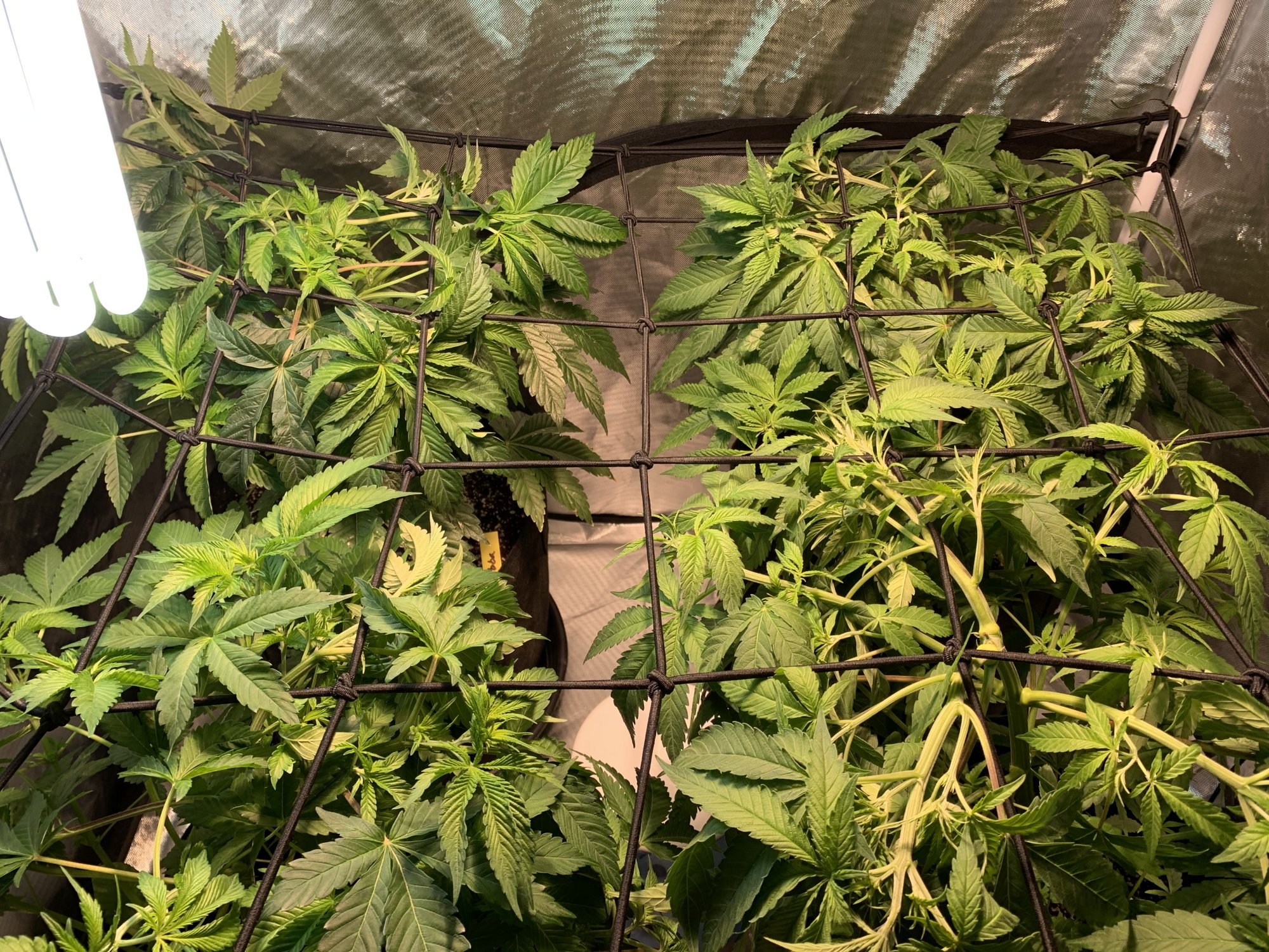 Scrog out of height your opinions please help 3