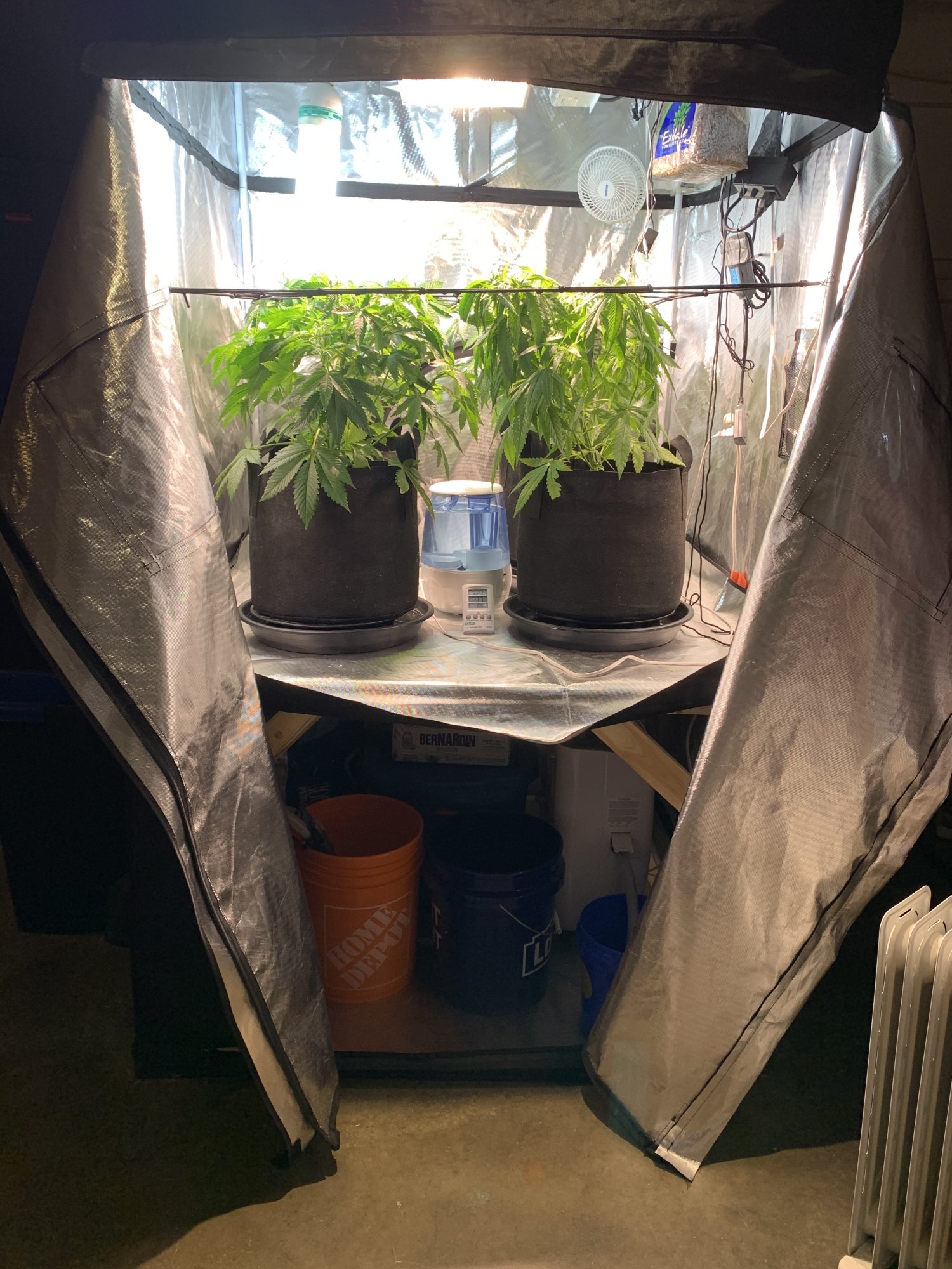 Scrog out of height your opinions please help