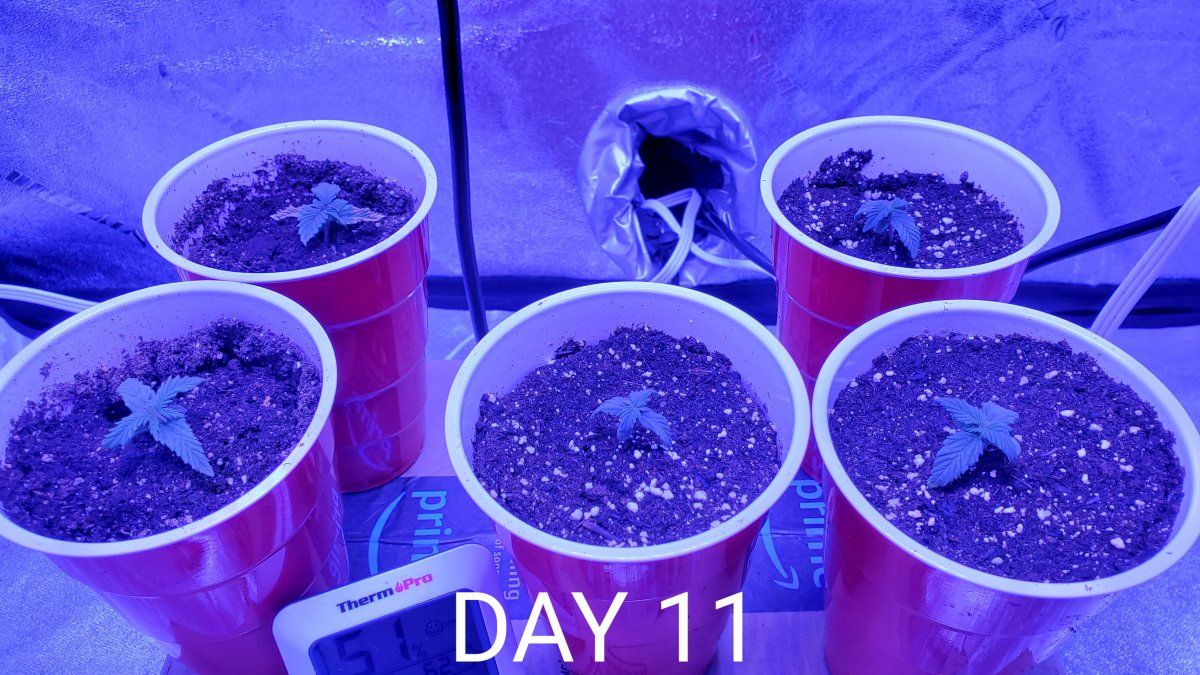 Scrog  ph  general questions for a first time grower 4