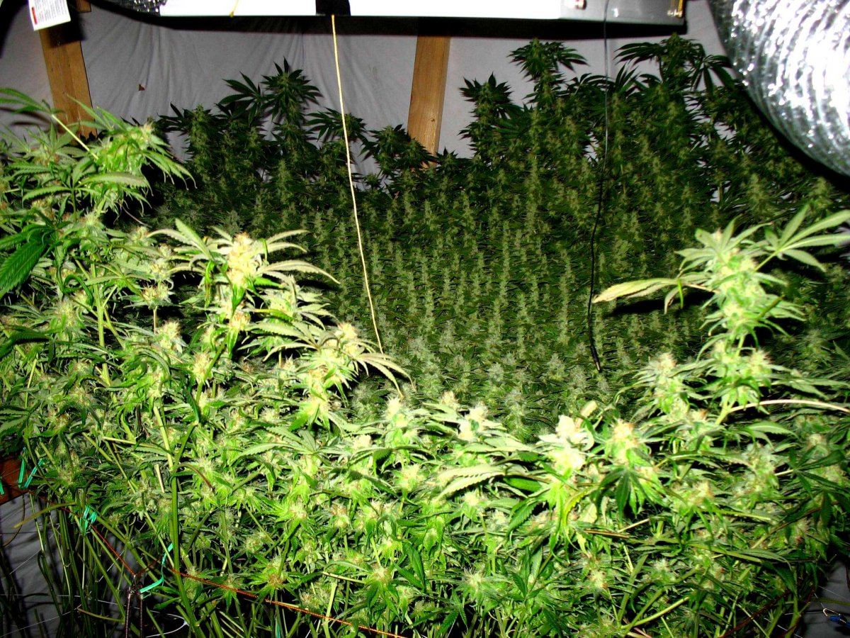Scrog the bowl marijuana