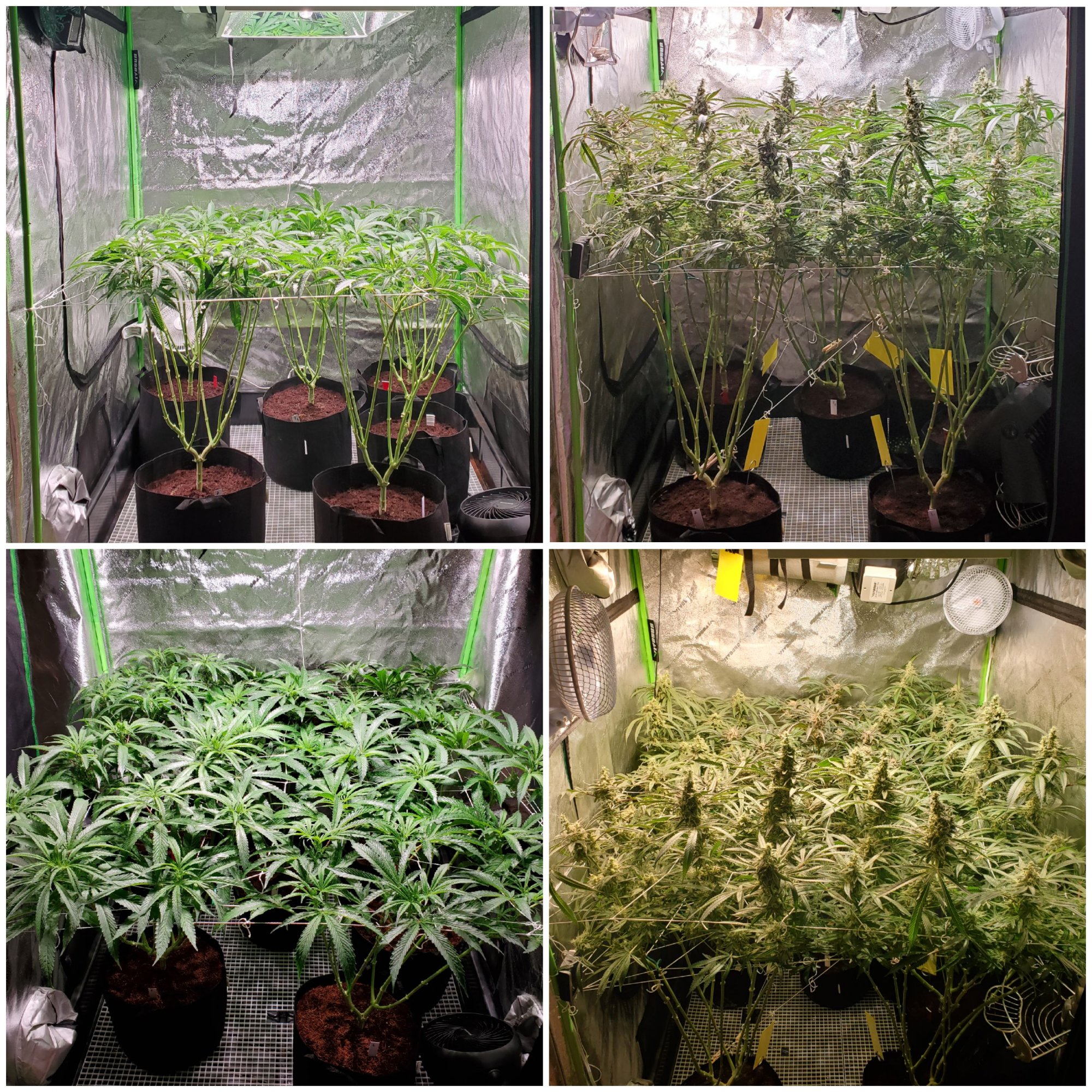 Scrog vs trellis whats the difference