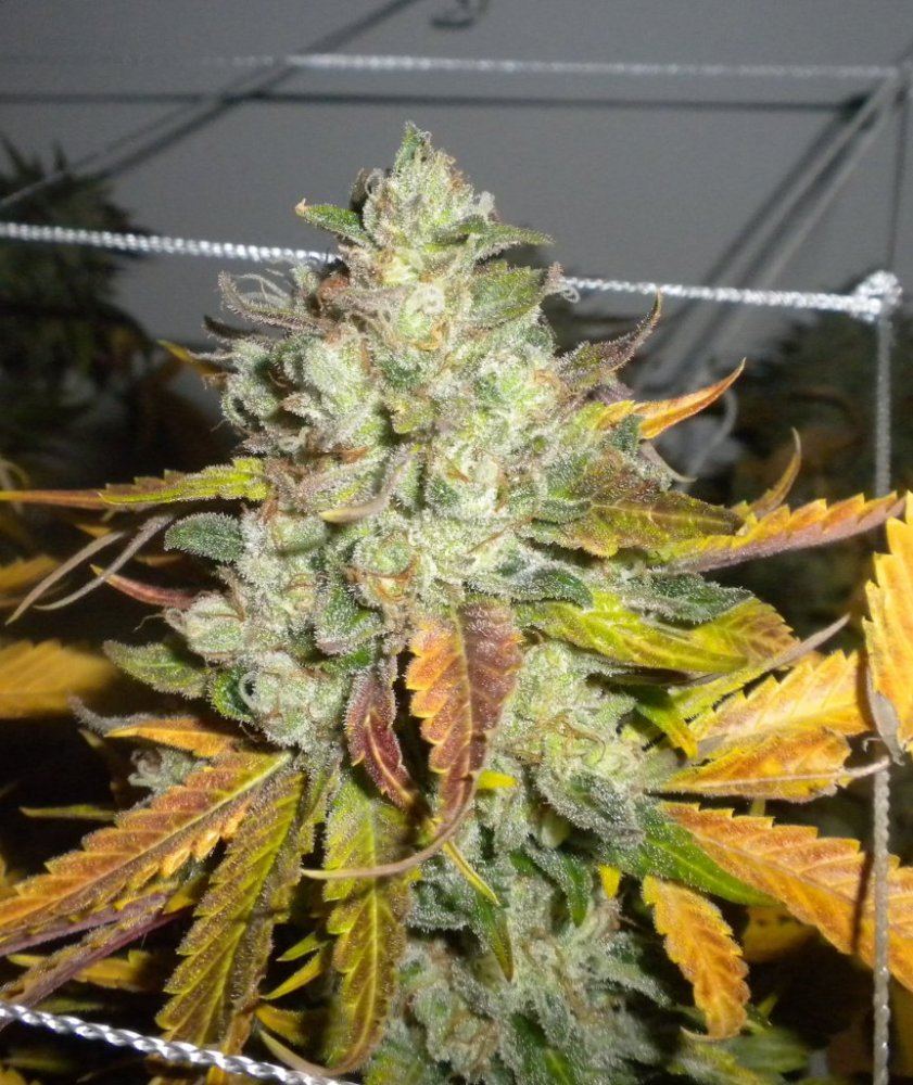 Scrog Week 10 day 65 cutdown DawgPoo