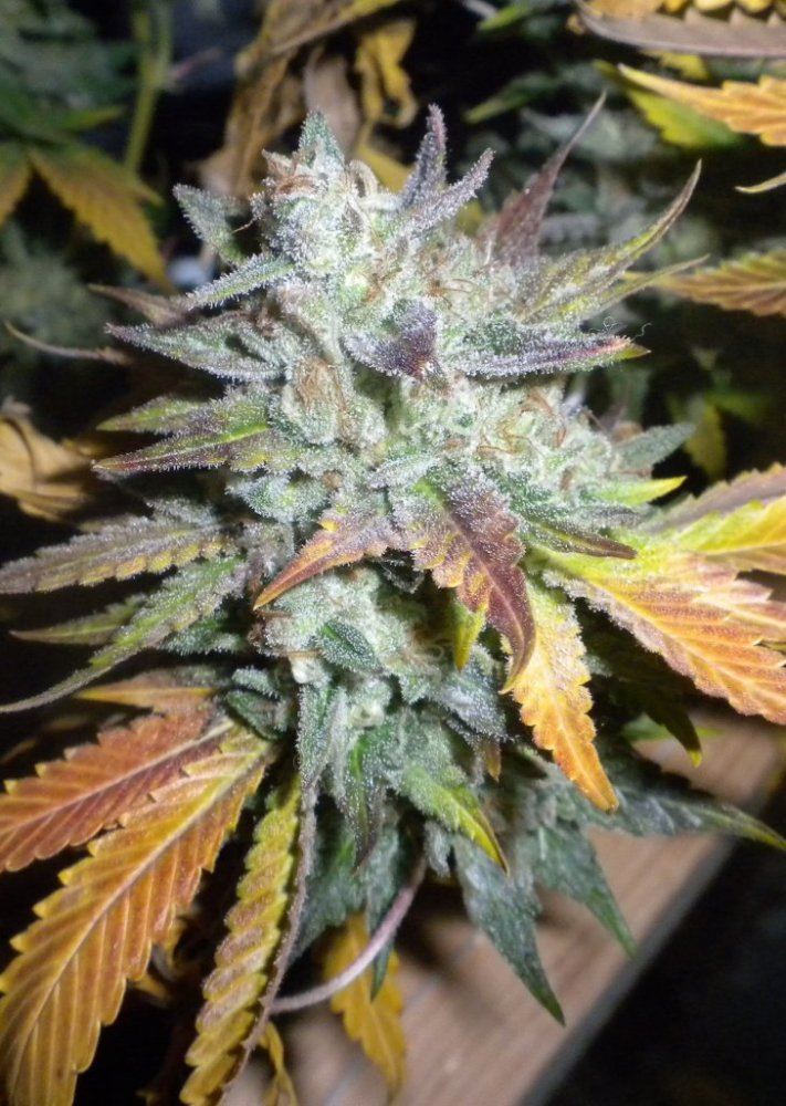 Scrog Week 10 day 65 cutdown DawgPoo1