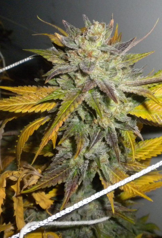 Scrog Week 10 day 65 cutdown DawgPoo2
