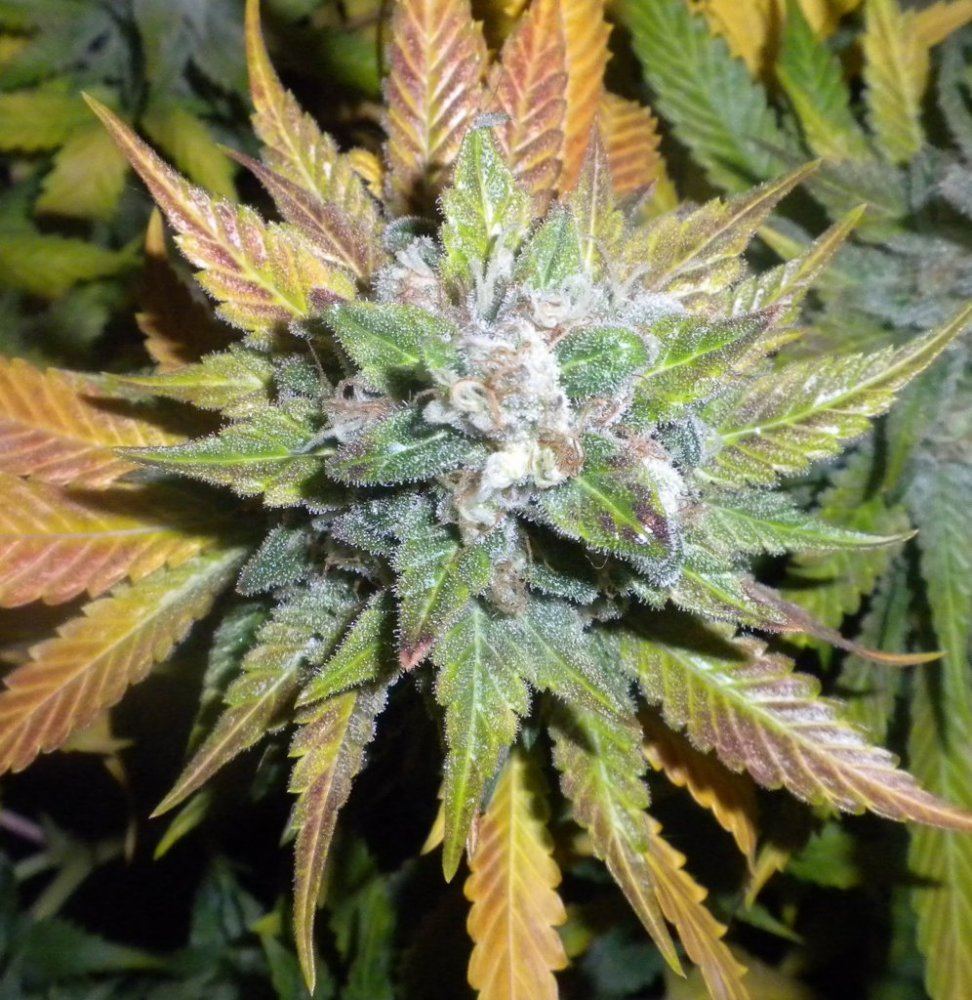 Scrog Week 10 day 65 cutdown DawgPoo3