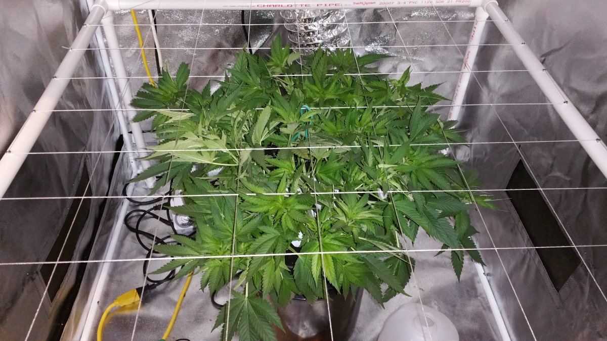 Scrog when is it time to flip to 1212 2