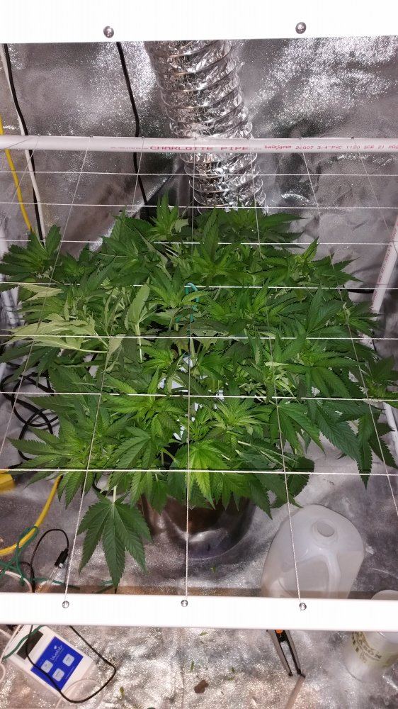 Scrog when is it time to flip to 1212