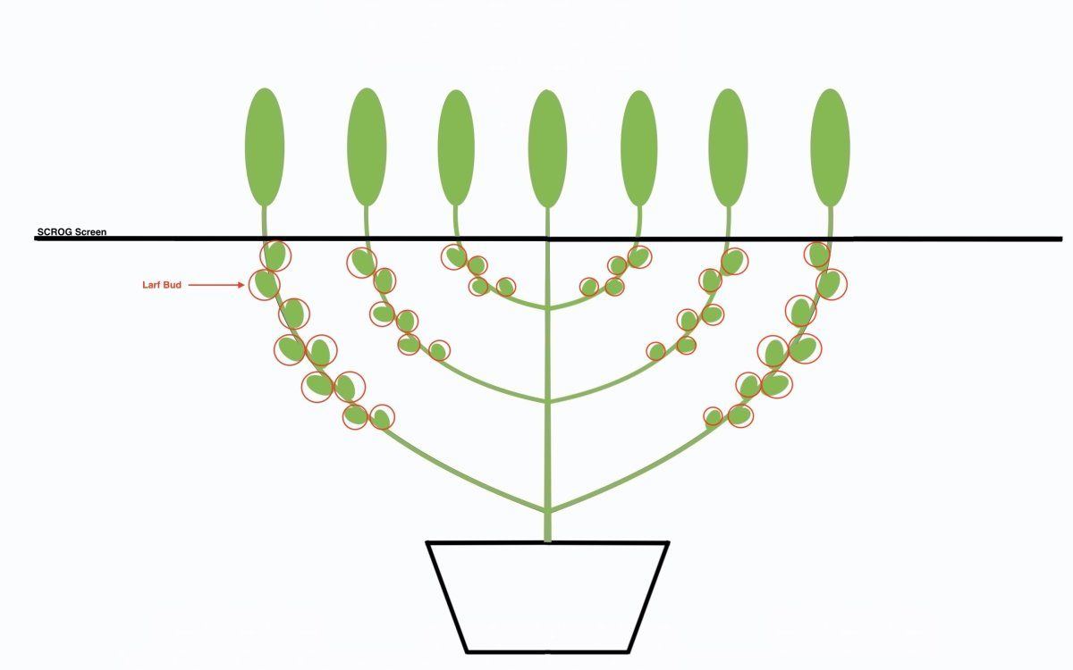 SCROG with Larf