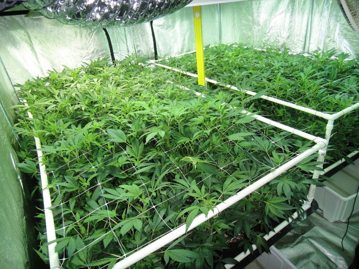 Scrog wk2