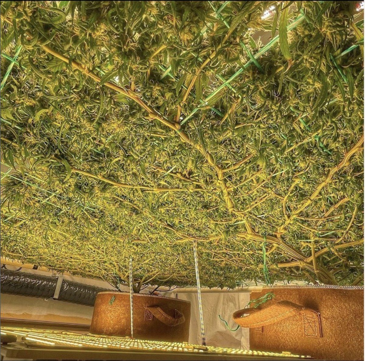 SCROG1