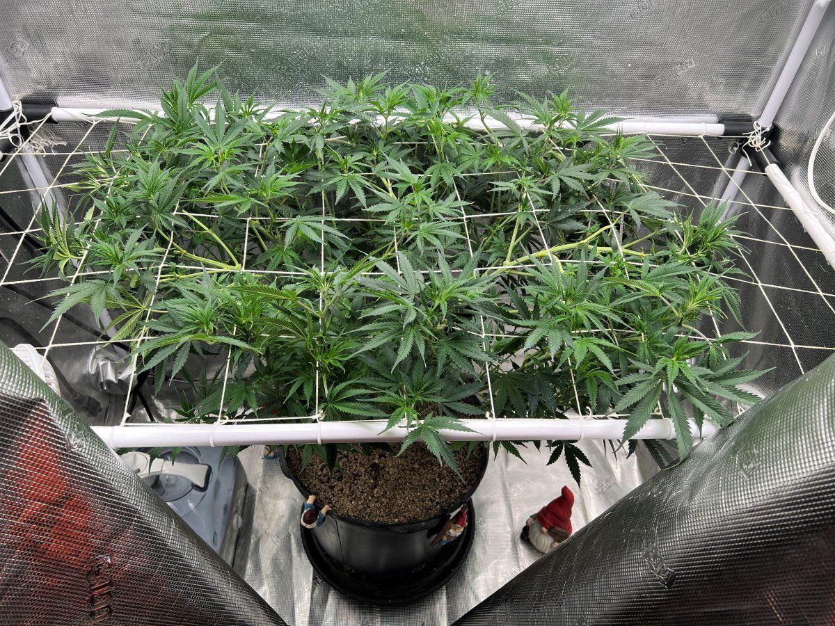Scrog1