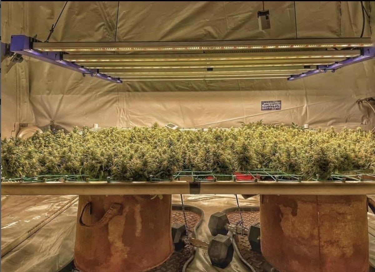 SCROG2