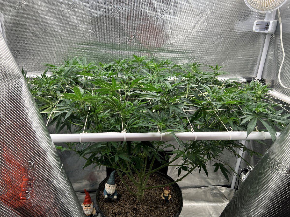 Scrog2