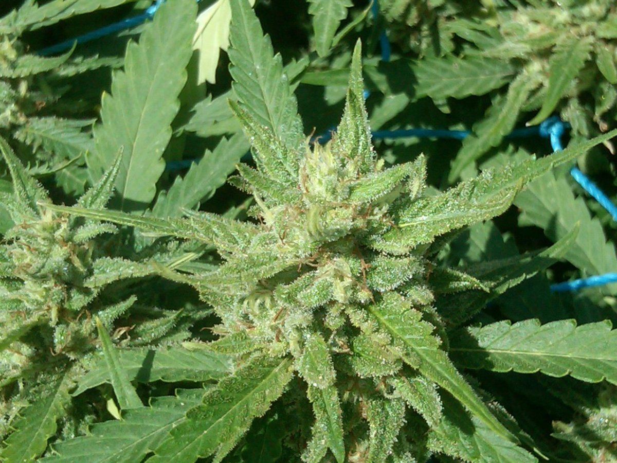 Scrog4