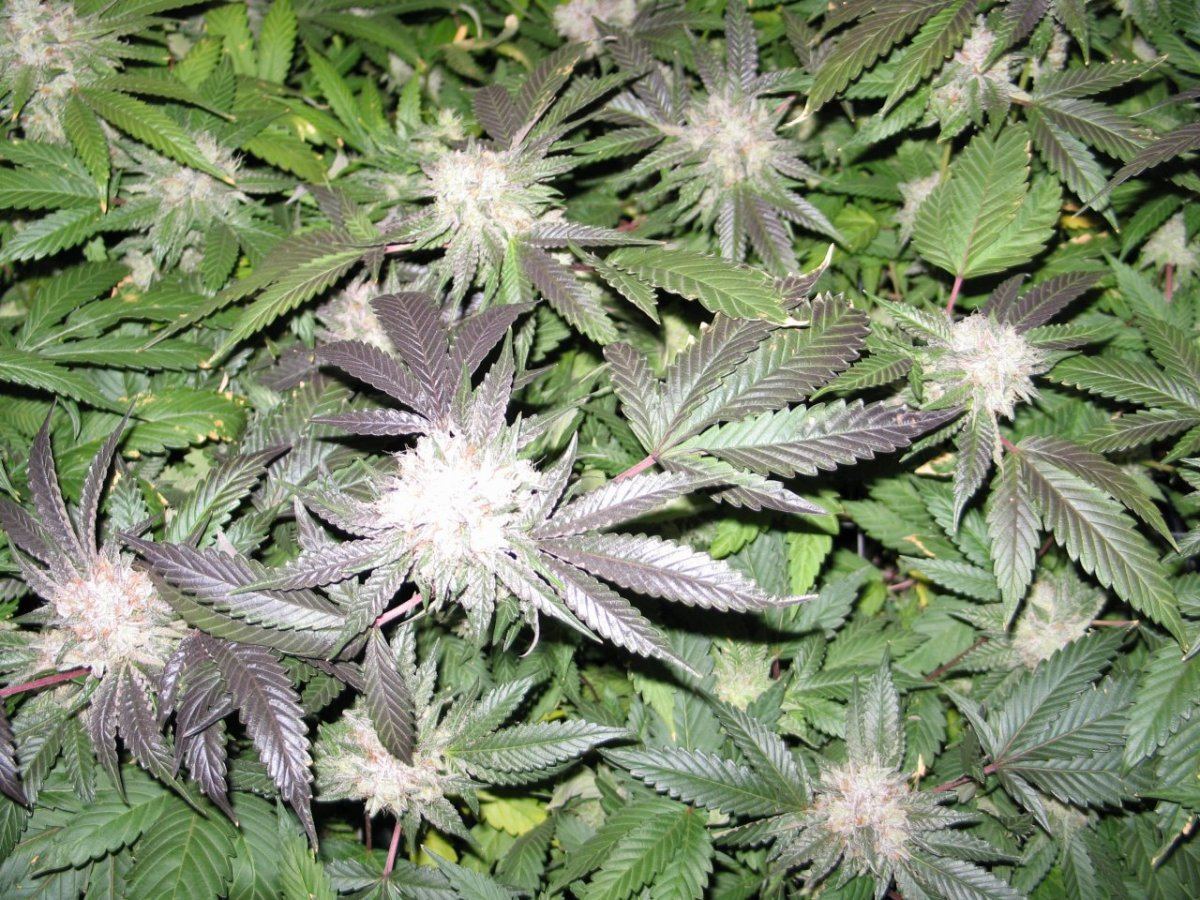 Scrog d50 005