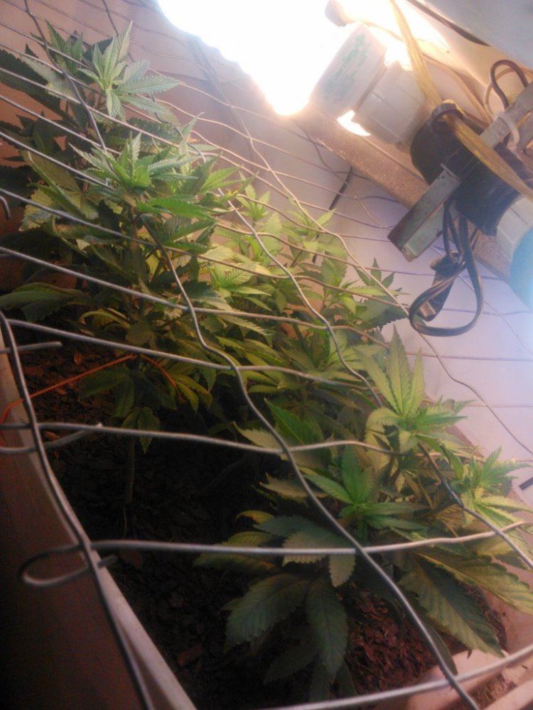 Scrogany suggestions 3