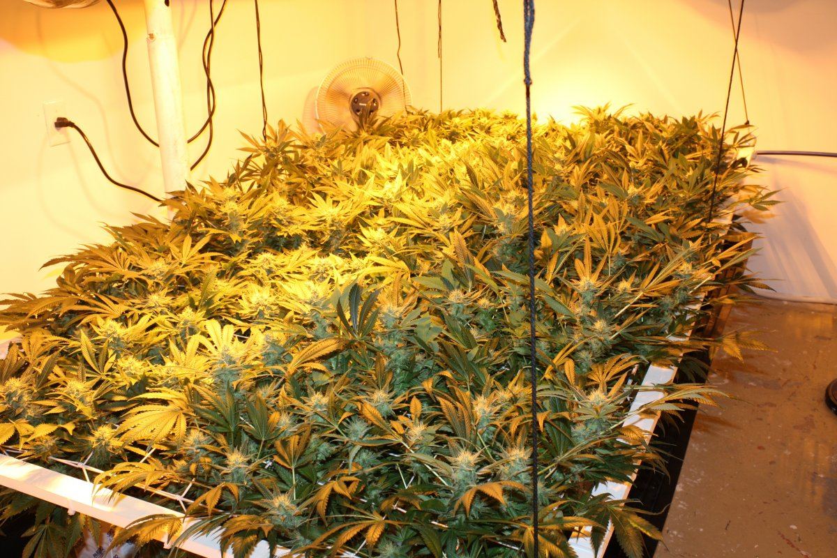 ScrogLife