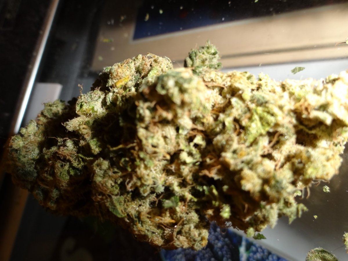 Scs sf og 009