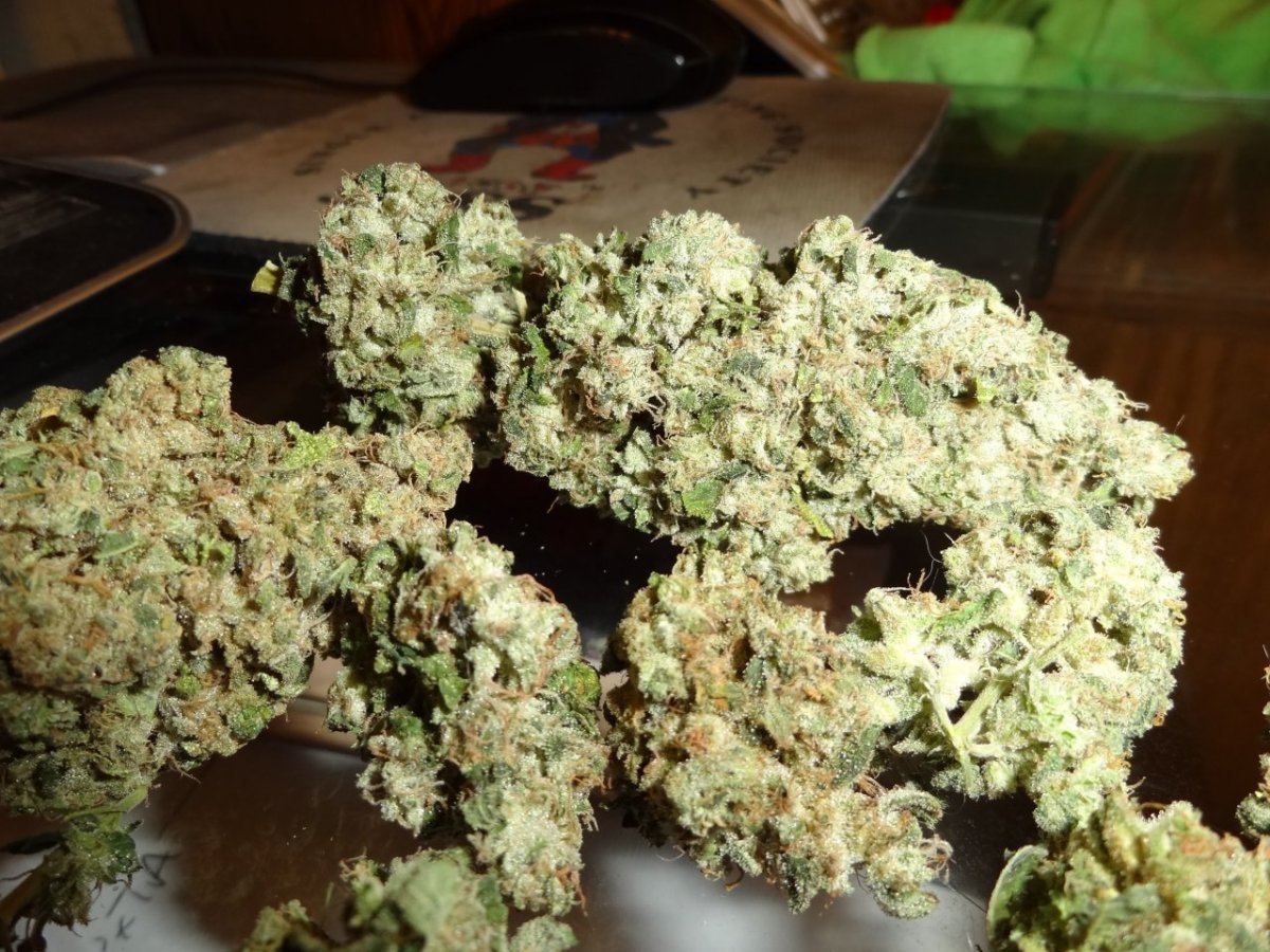 Scs sf og 017