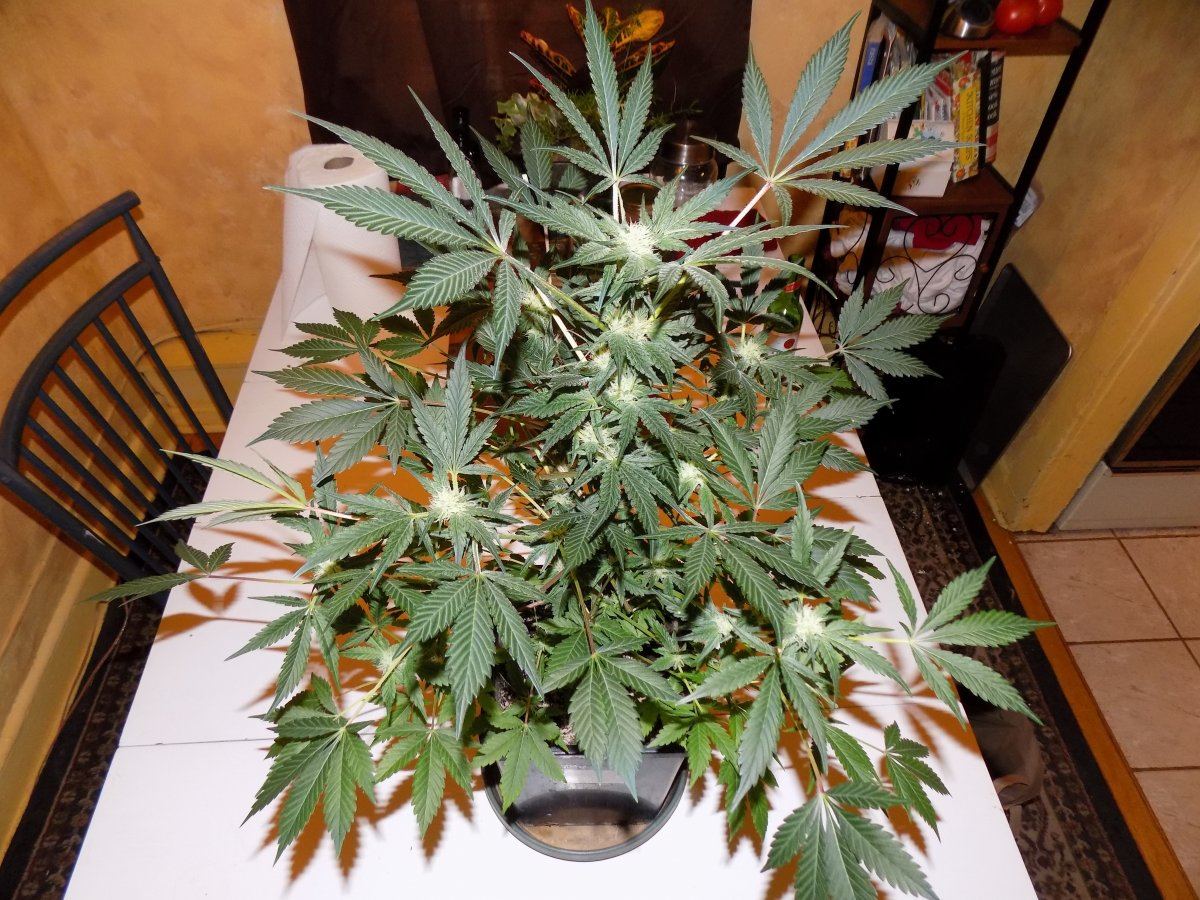 Sd 2