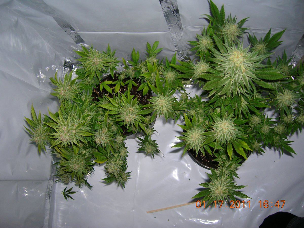 SD side by side top view 63 Days